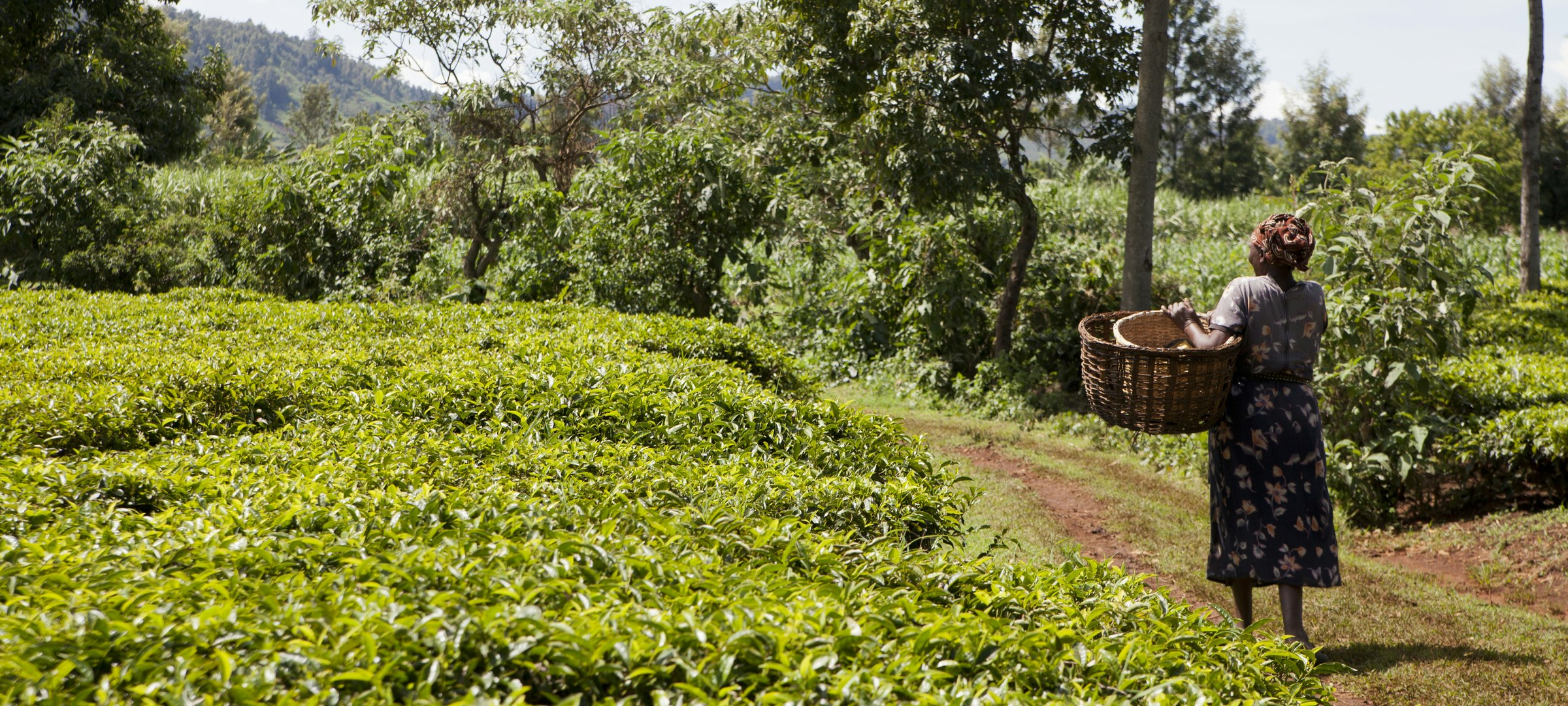 Ajiri Tea and Ajiri Coffee gallery image