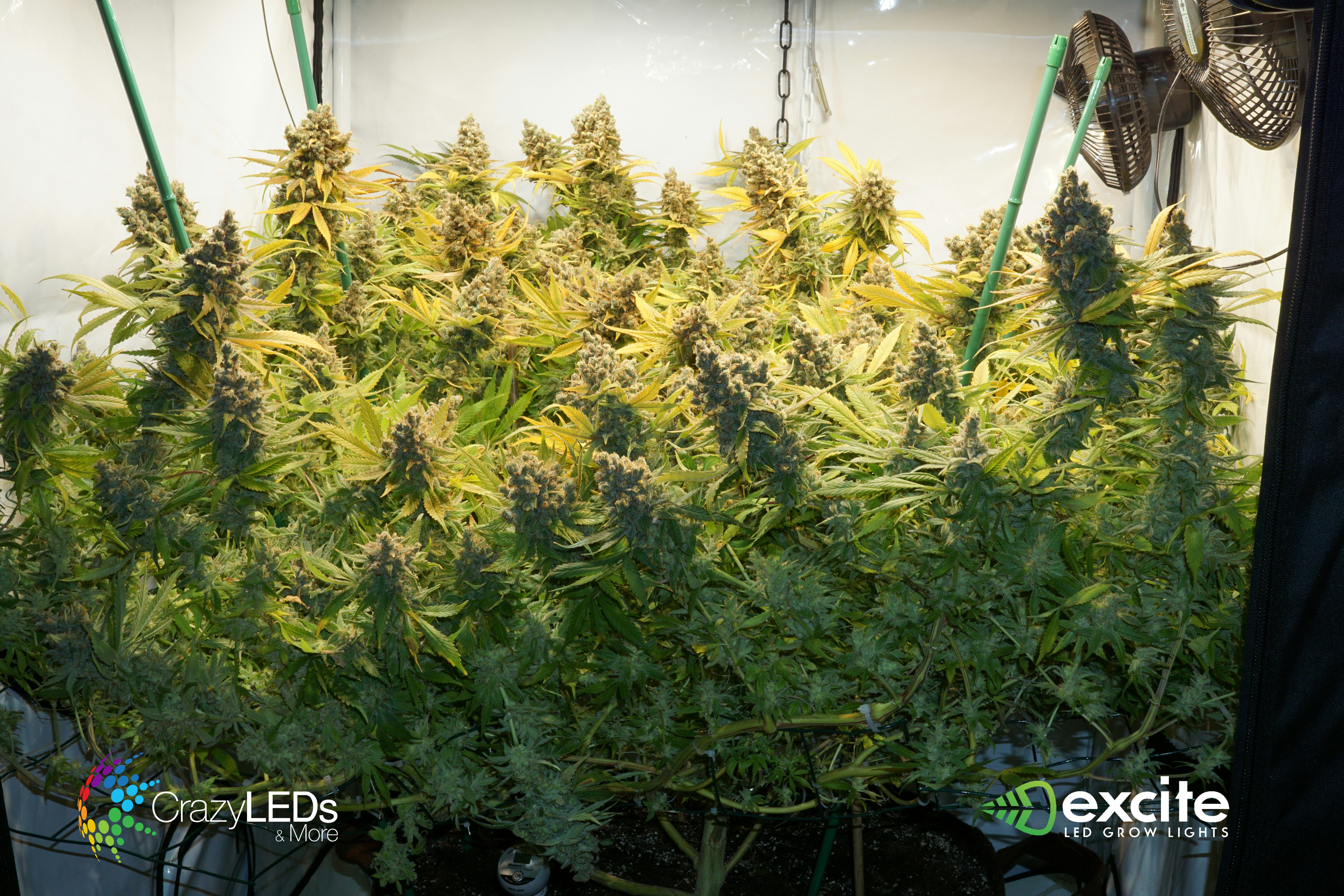 excite LED gallery image