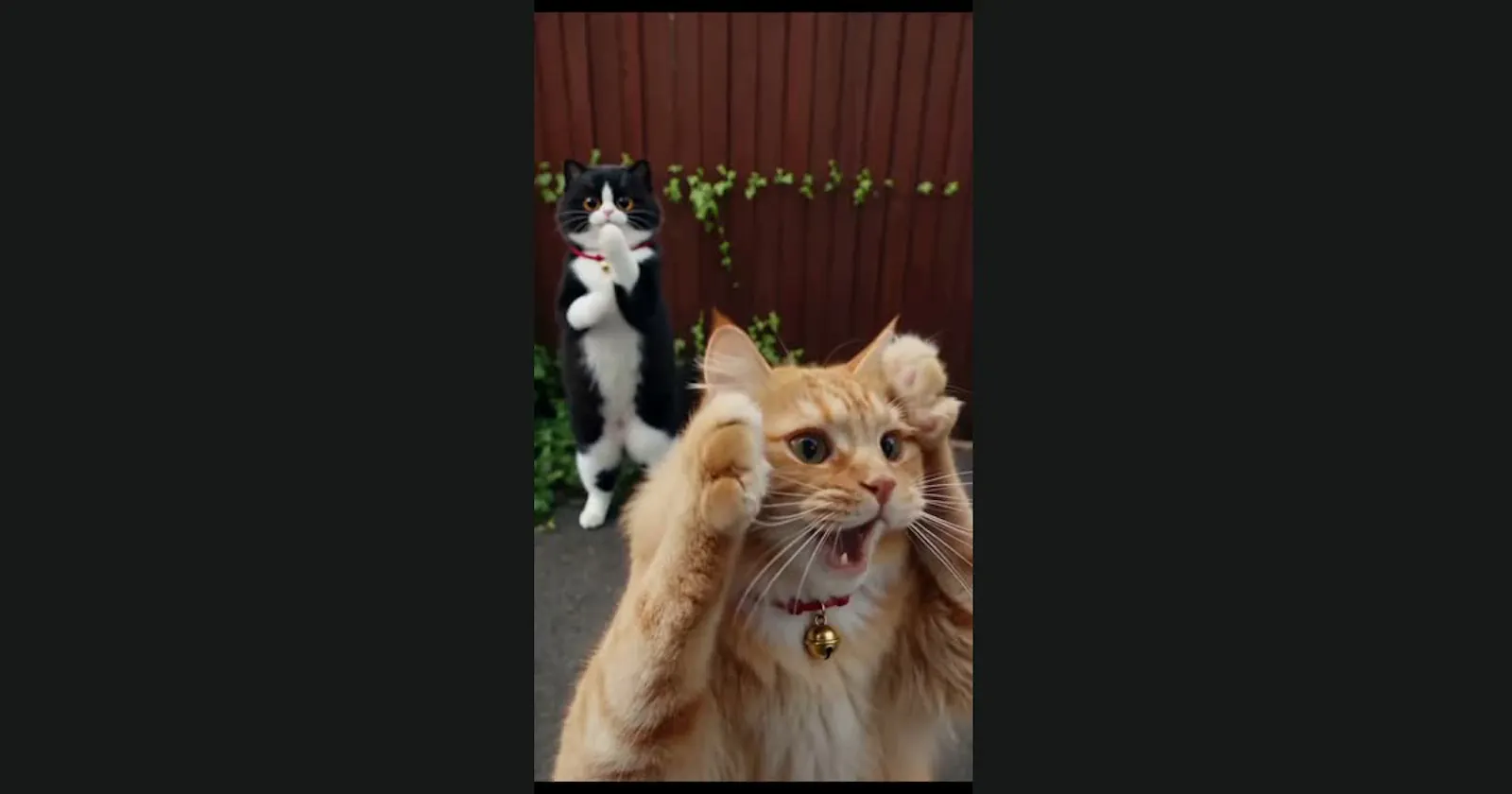 CatDance screenshot 2
