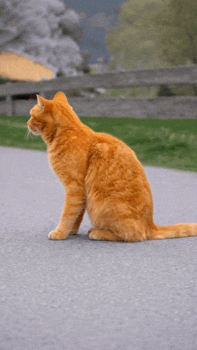 DANCING CATS App screenshot 5