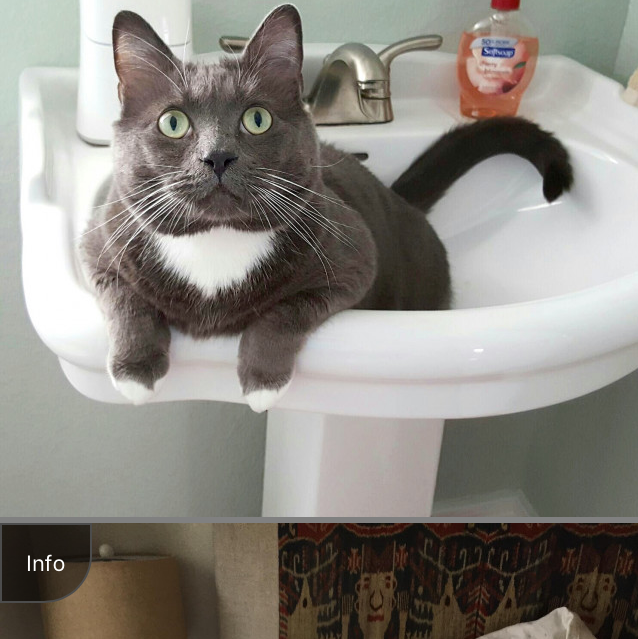 JustCatPics gallery image