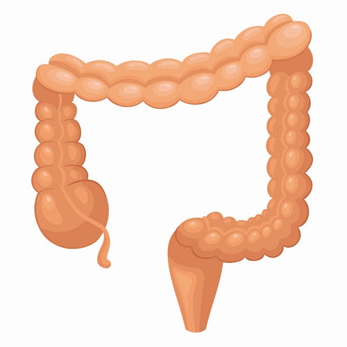 Human body organs gallery image