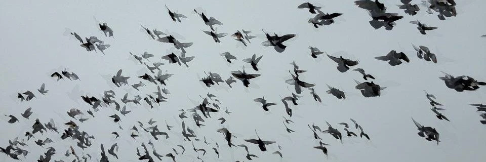 Rakesh Agrawal cover