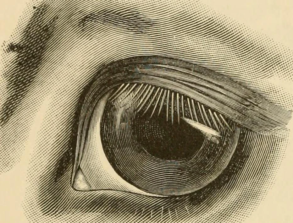 Internet Archive Book Images