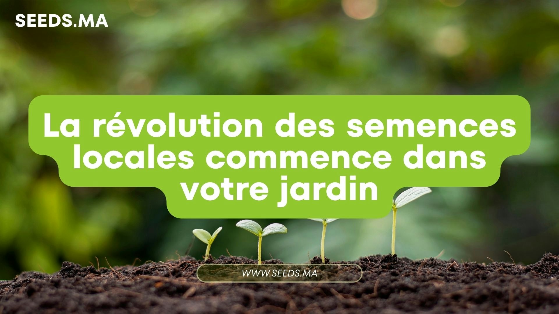 Seeds.ma gallery image