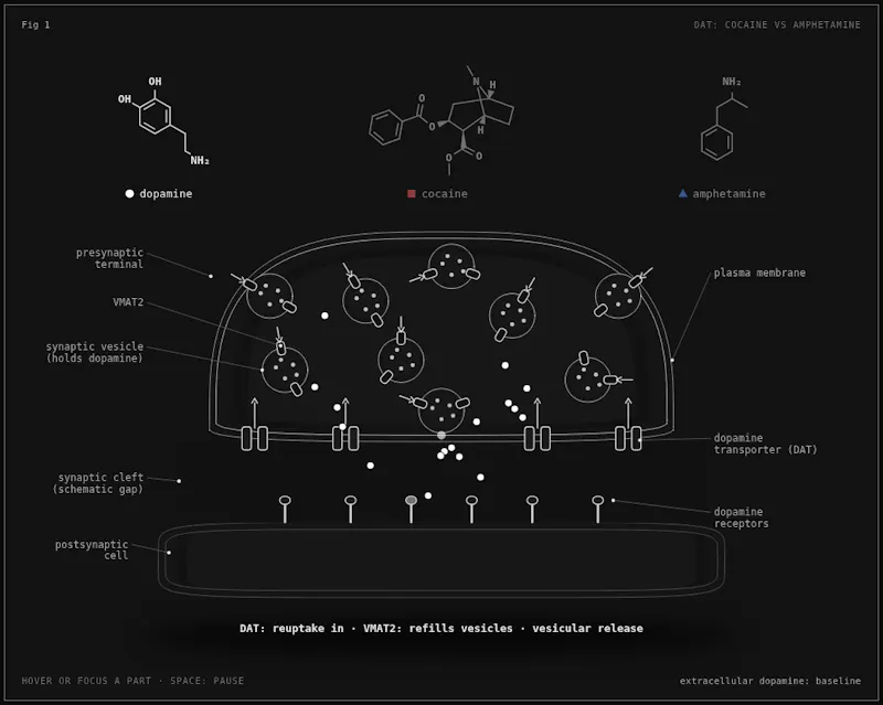 Anima screenshot 3