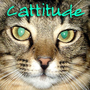 Cattitude - All about cats as pets - Pets & Animals on Pet Life Radio (PetLifeRadio.com) - Rabies
