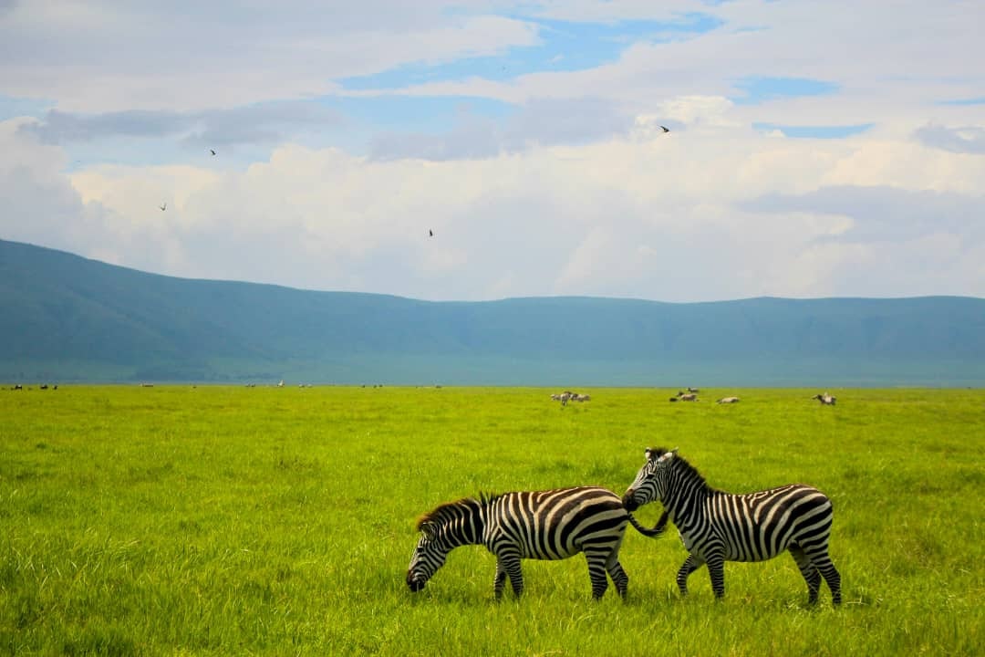 Africantrust Safari gallery image