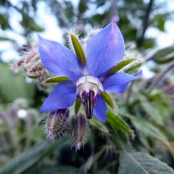 SeedsAlp gallery image