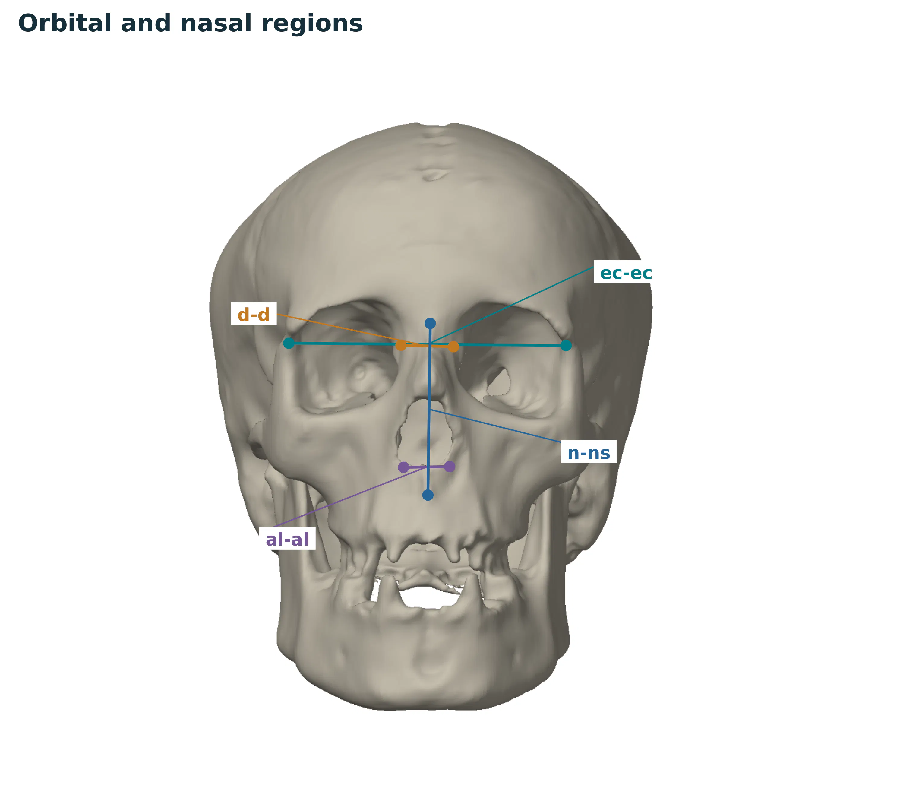 GNM Craniofacial Approximation gallery image