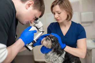Pet dental care in Sydney gallery image