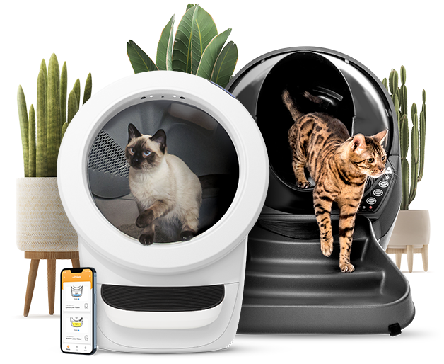 Cat Kitten Box