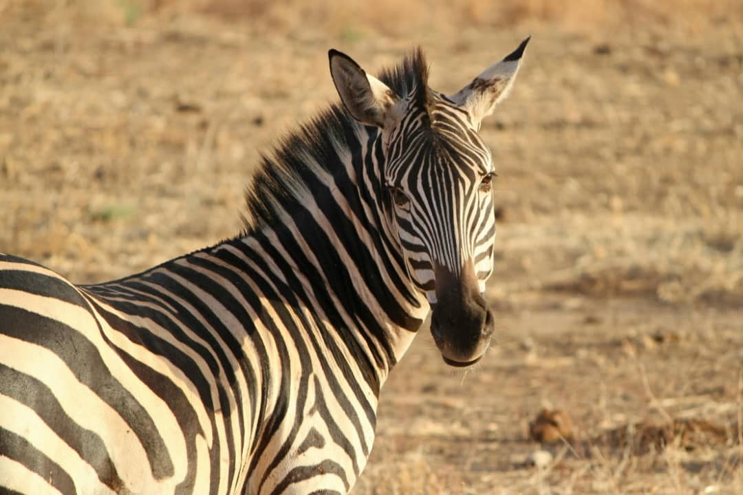 Africantrust Safari gallery image