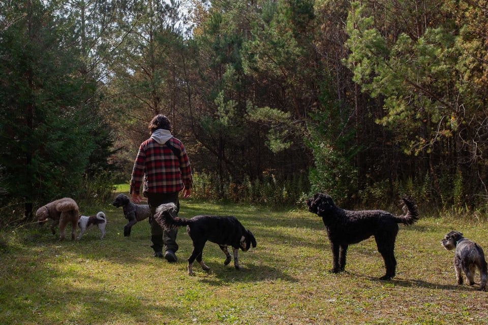 Club Canine Adventure - Servizi per cani media 1