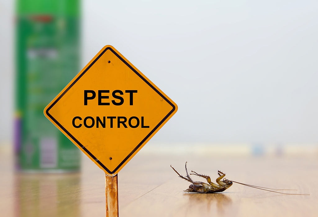 Tucson Pack Rat Control,Pest Inspection gallery image