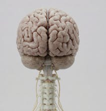 Natomy AI gallery image