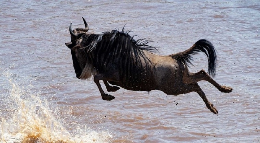 Africantrust Safari media 38