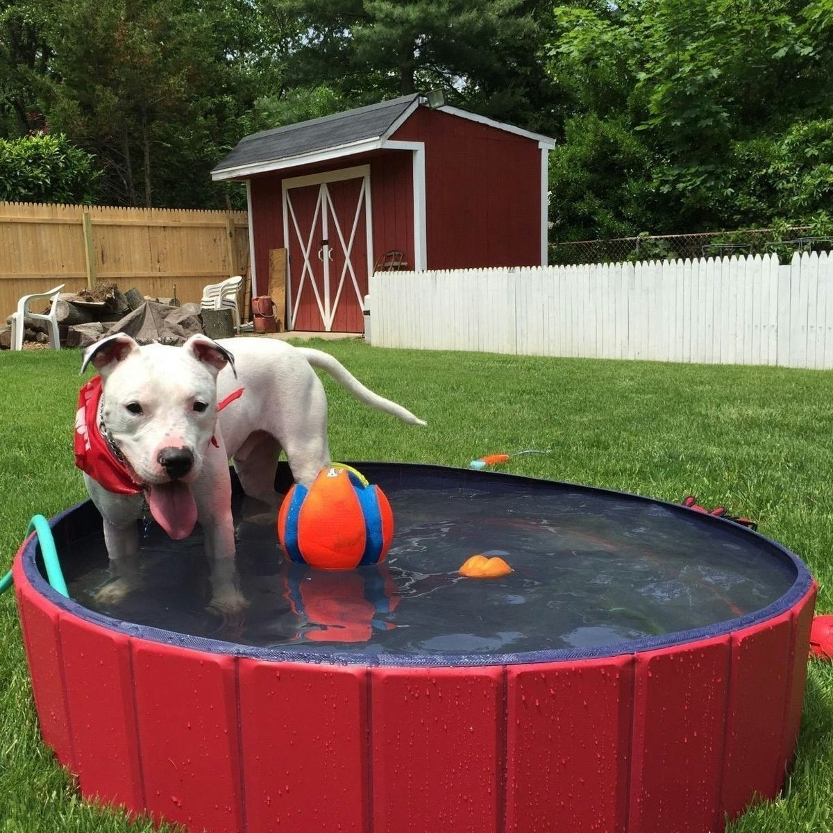 Portable Paw Pool gallery image