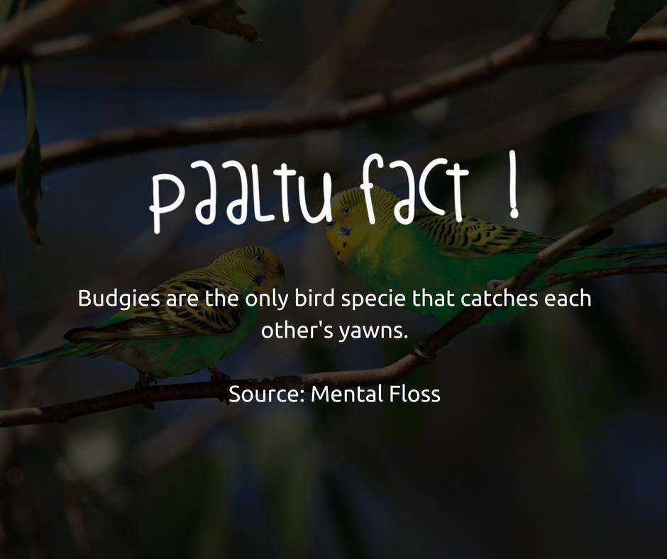 Paaltu PK gallery image