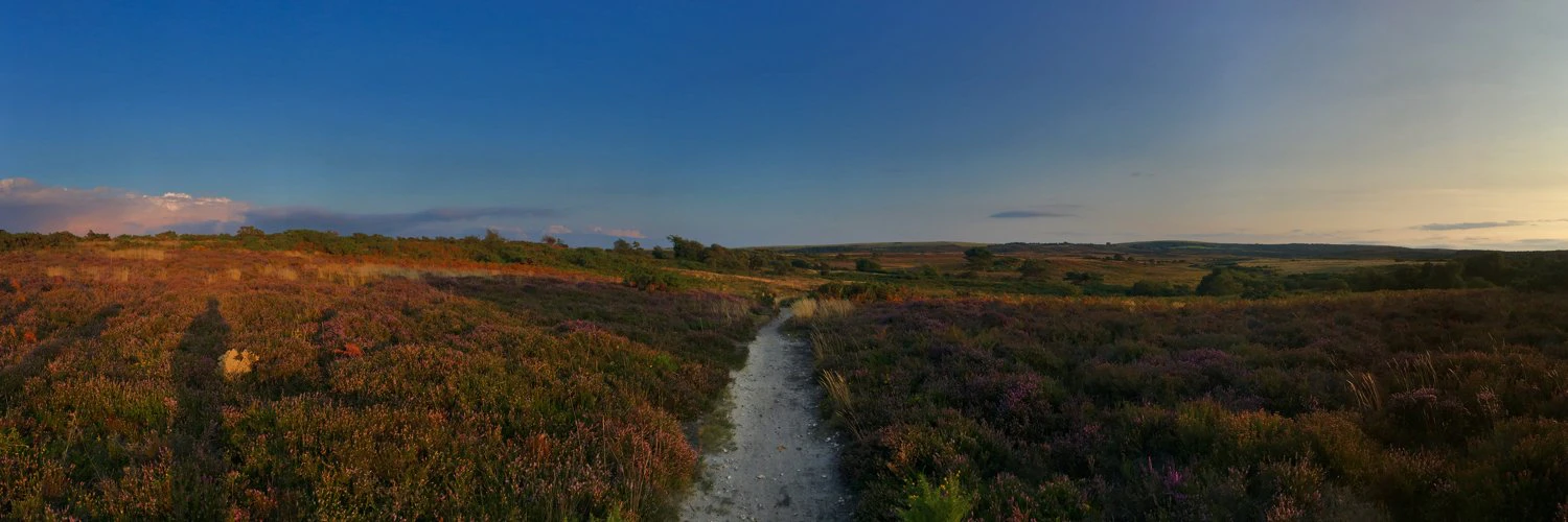 Freddie Harrison cover