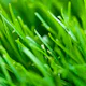 Lawn Love