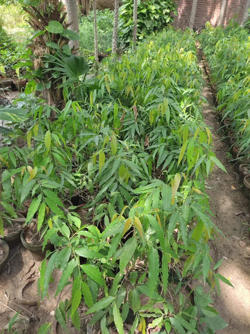 faizannursery screenshot 2