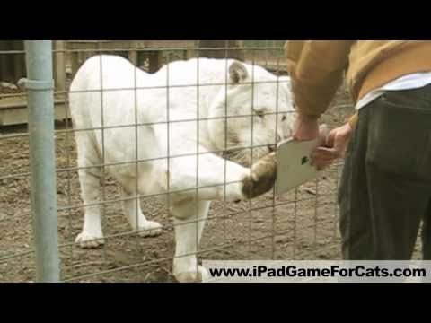 Game for Cats gallery image