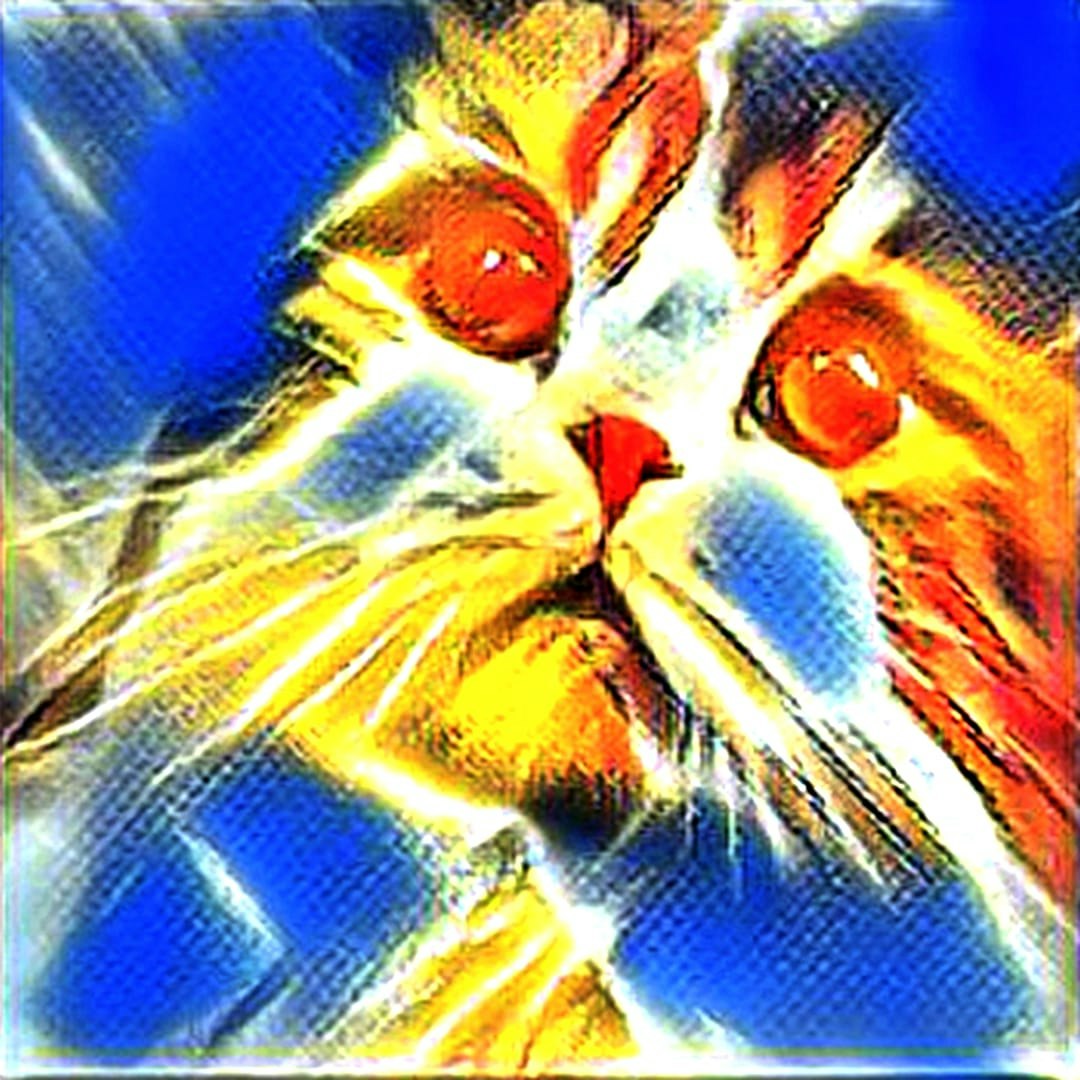 RariCats 1000 Video NFTs Collection gallery image