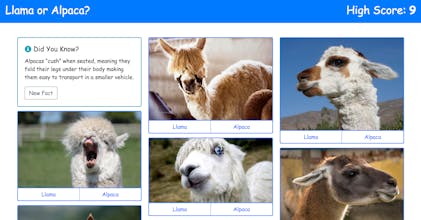 Llama or Alpaca gallery image