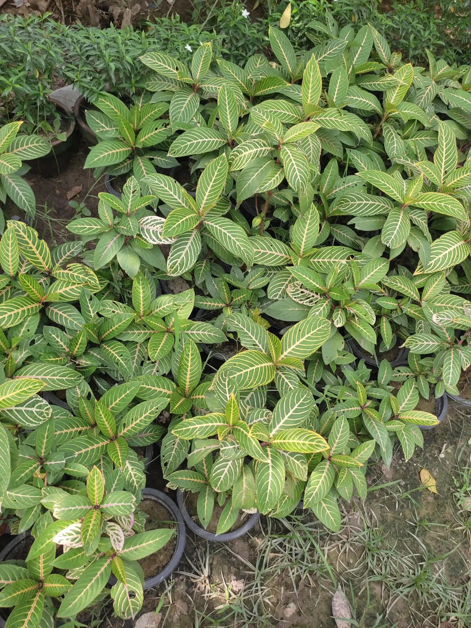 faizannursery screenshot 6