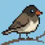 Junco
