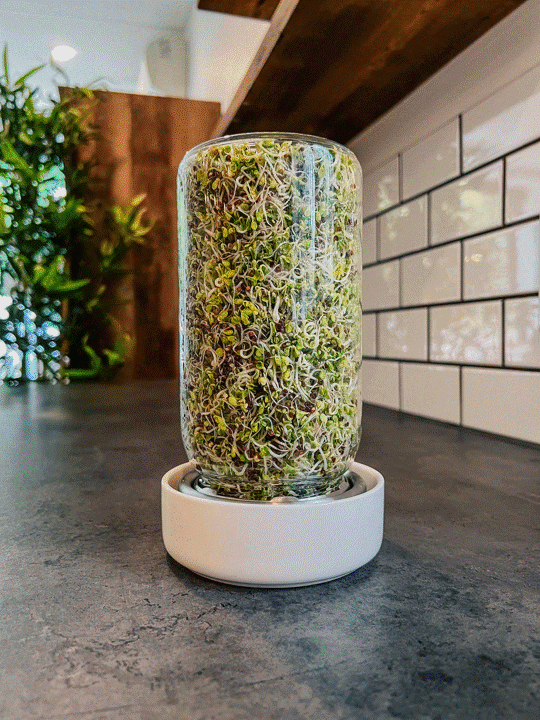 Forages Sprout Jar Kit media 5