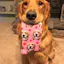 Custom Face Socks - Pup Socks