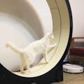 Little Cat Smart Treadmill