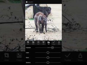 Lumibee gallery image