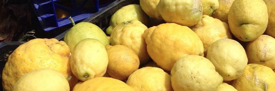 Francisco Mesa cover