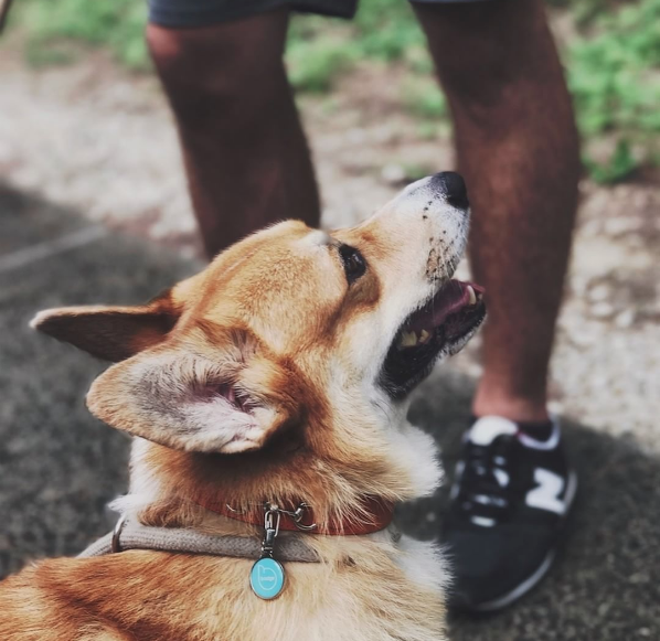 Pet Widget gallery image