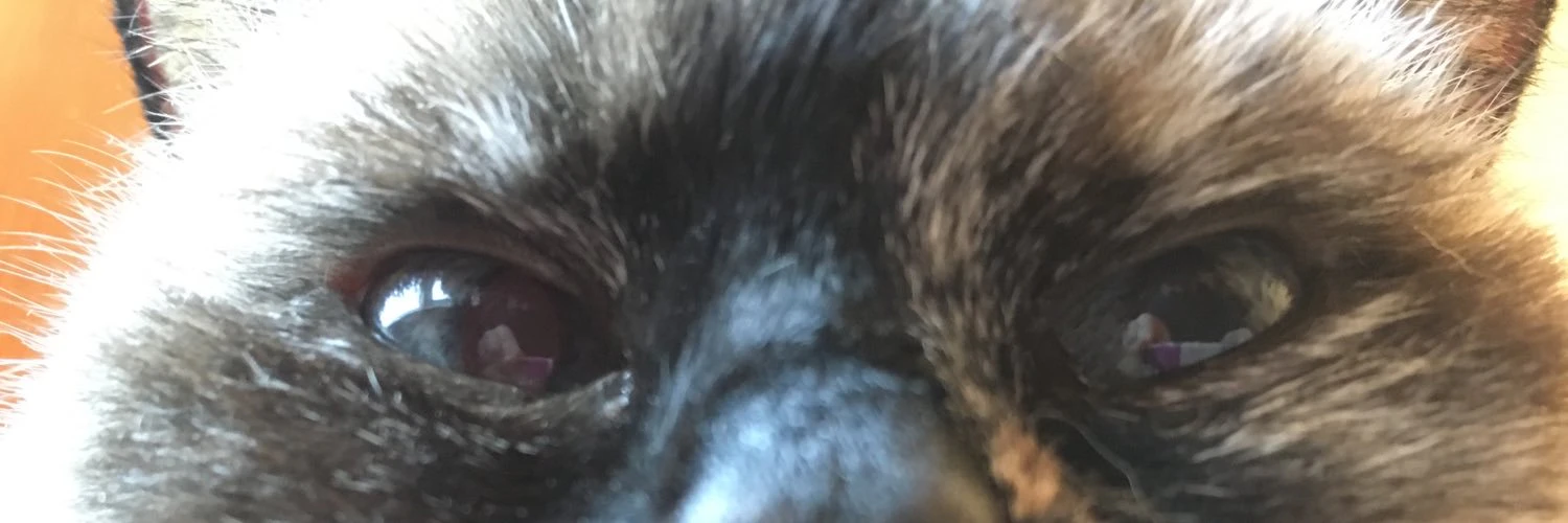 Duncan Wilcox  cover