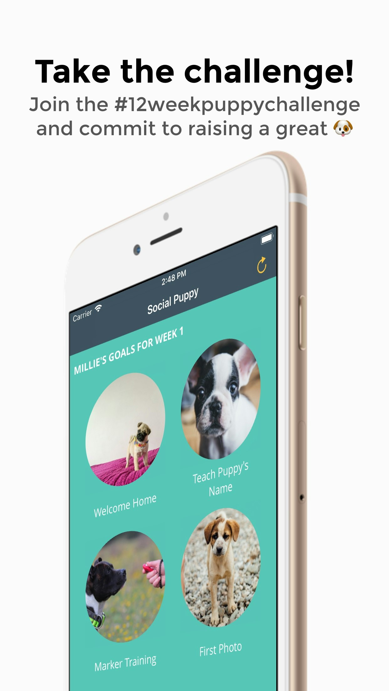 Social Puppy gallery image