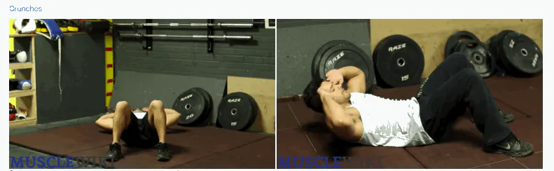 Muscle Wiki gallery image