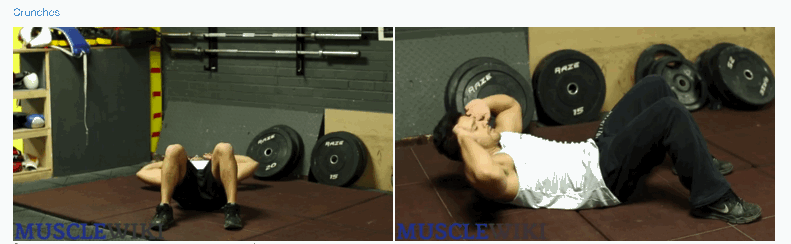 Muscle Wiki Image