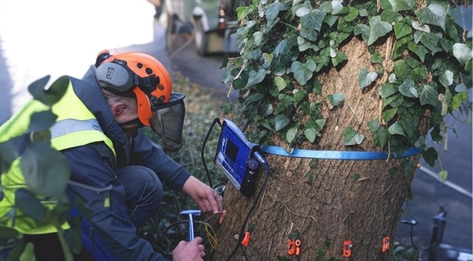 Oslo TreService gallery image