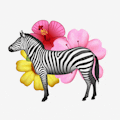 Floral Zebra