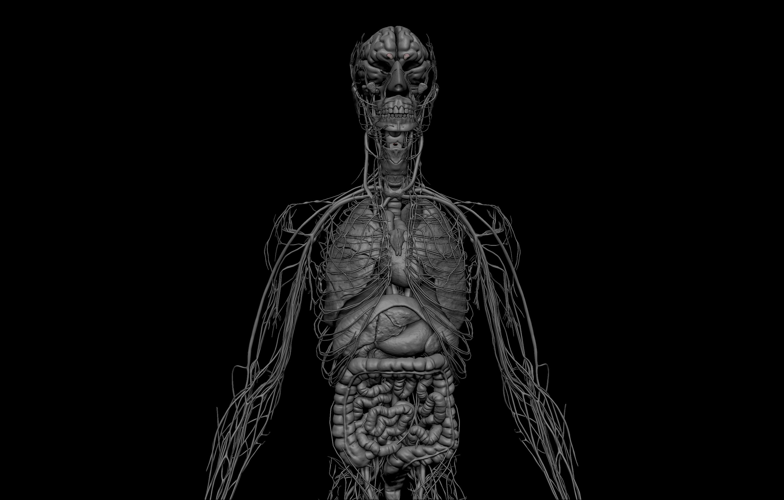 SA Anatomy gallery image