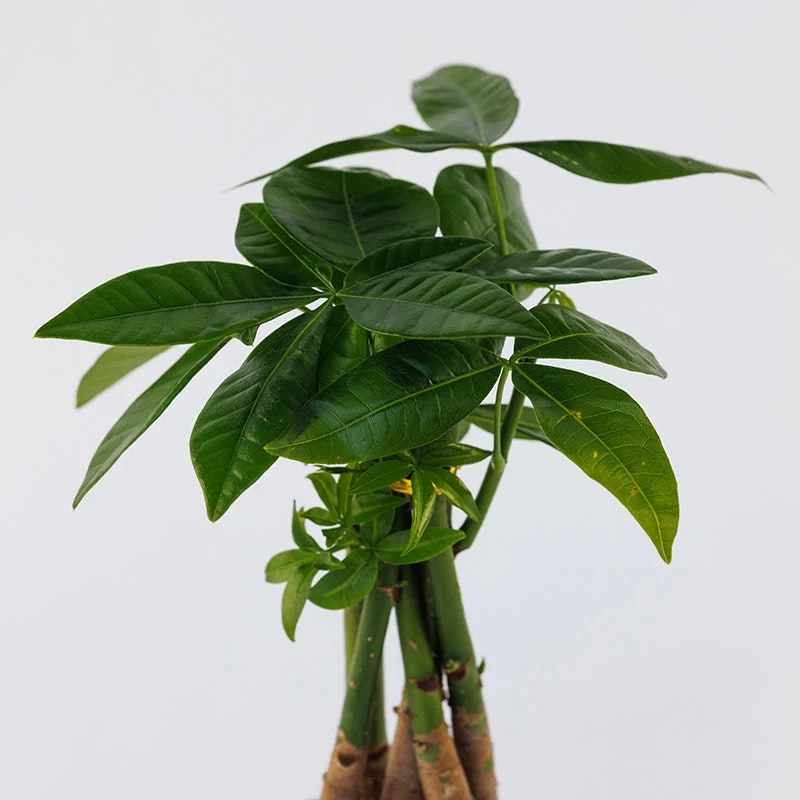 Pachira aquatica (Money Tree) Braid - Screenshot 3 showing product features and functionality