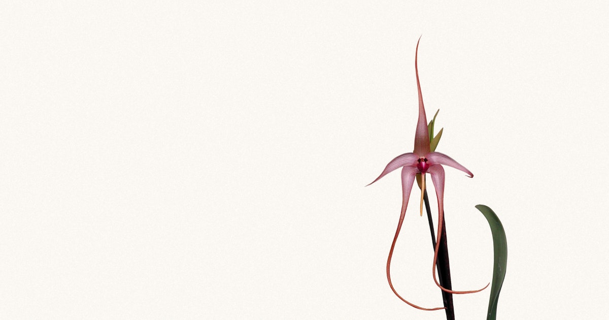 Closure Vending Machine logo