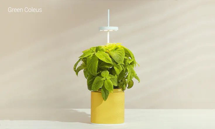 Nano Garden gallery image