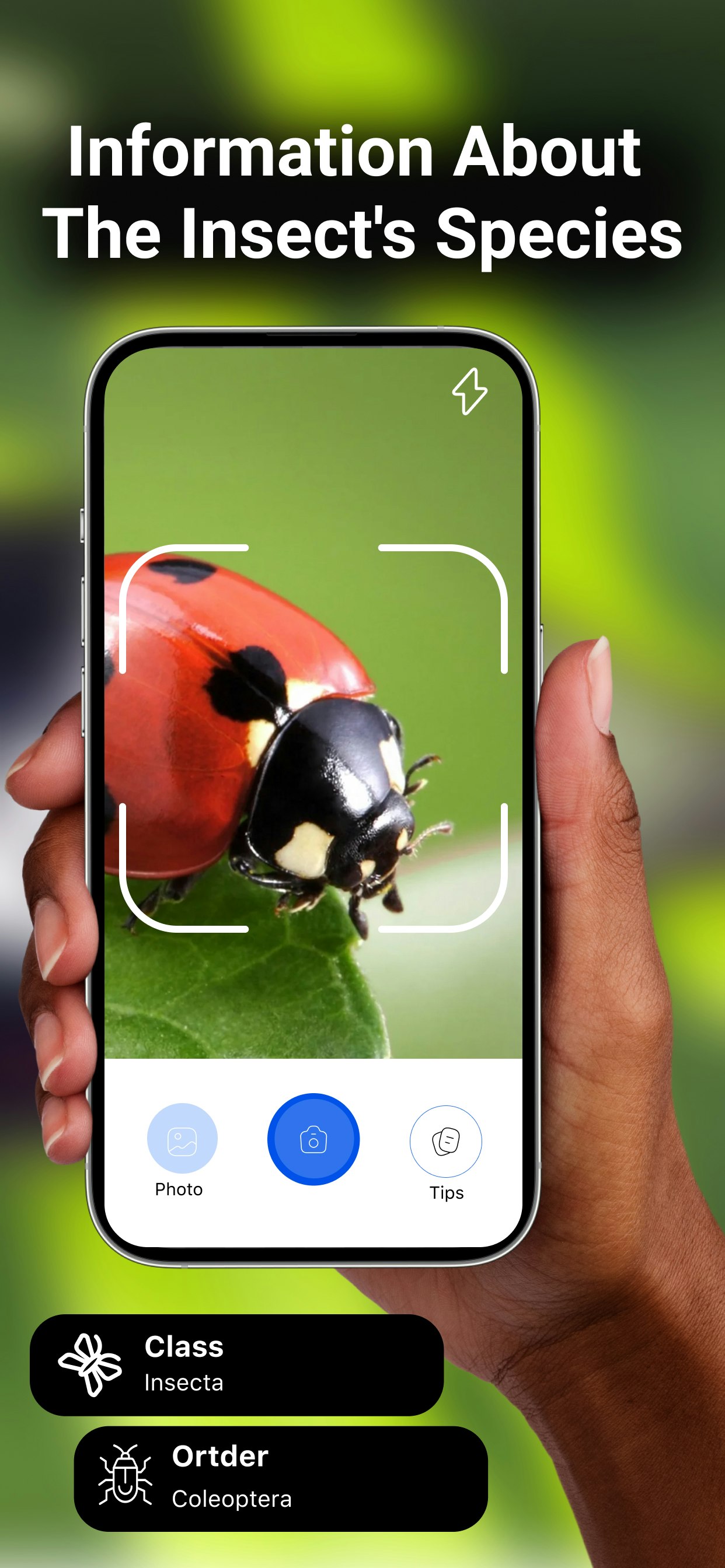 Bug Identifier : Insect ID gallery image