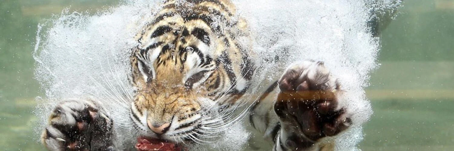 Jose Niño Pérez cover