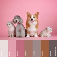 Color Palette Finder gallery image